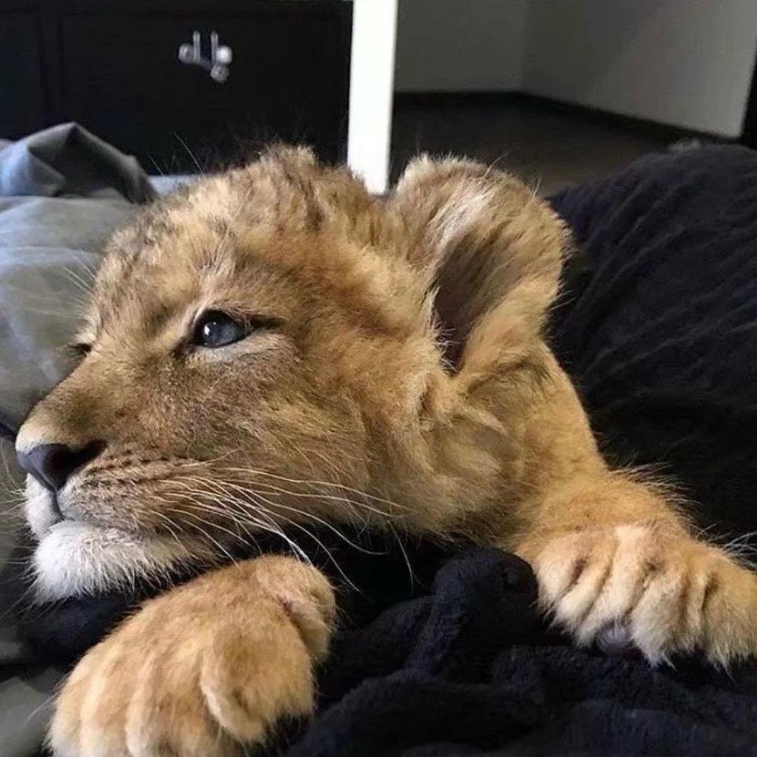 我就是猛又旋