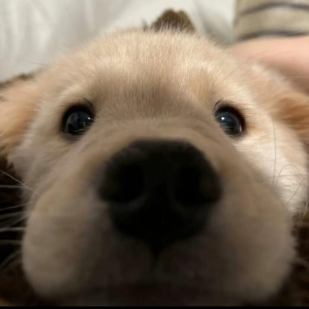 犬届PUA大师速成班