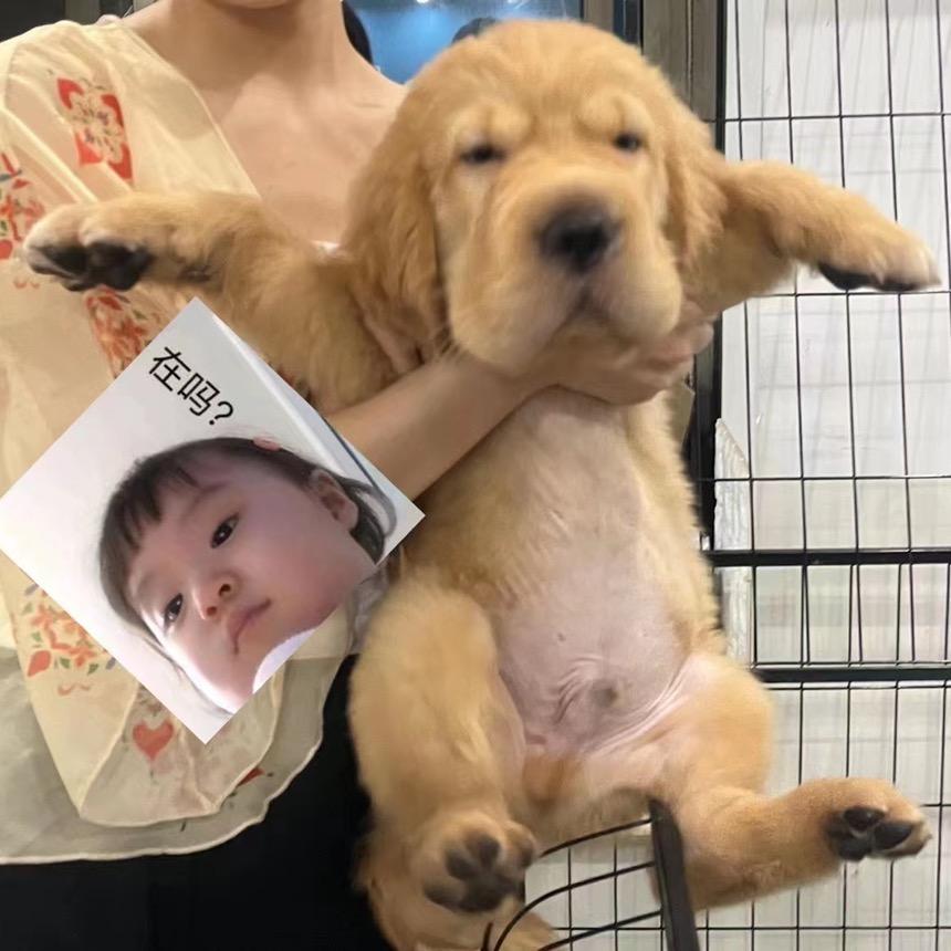 大头吃不饱