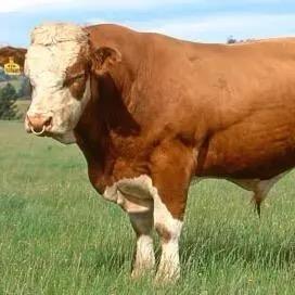 三农牛人薛美美