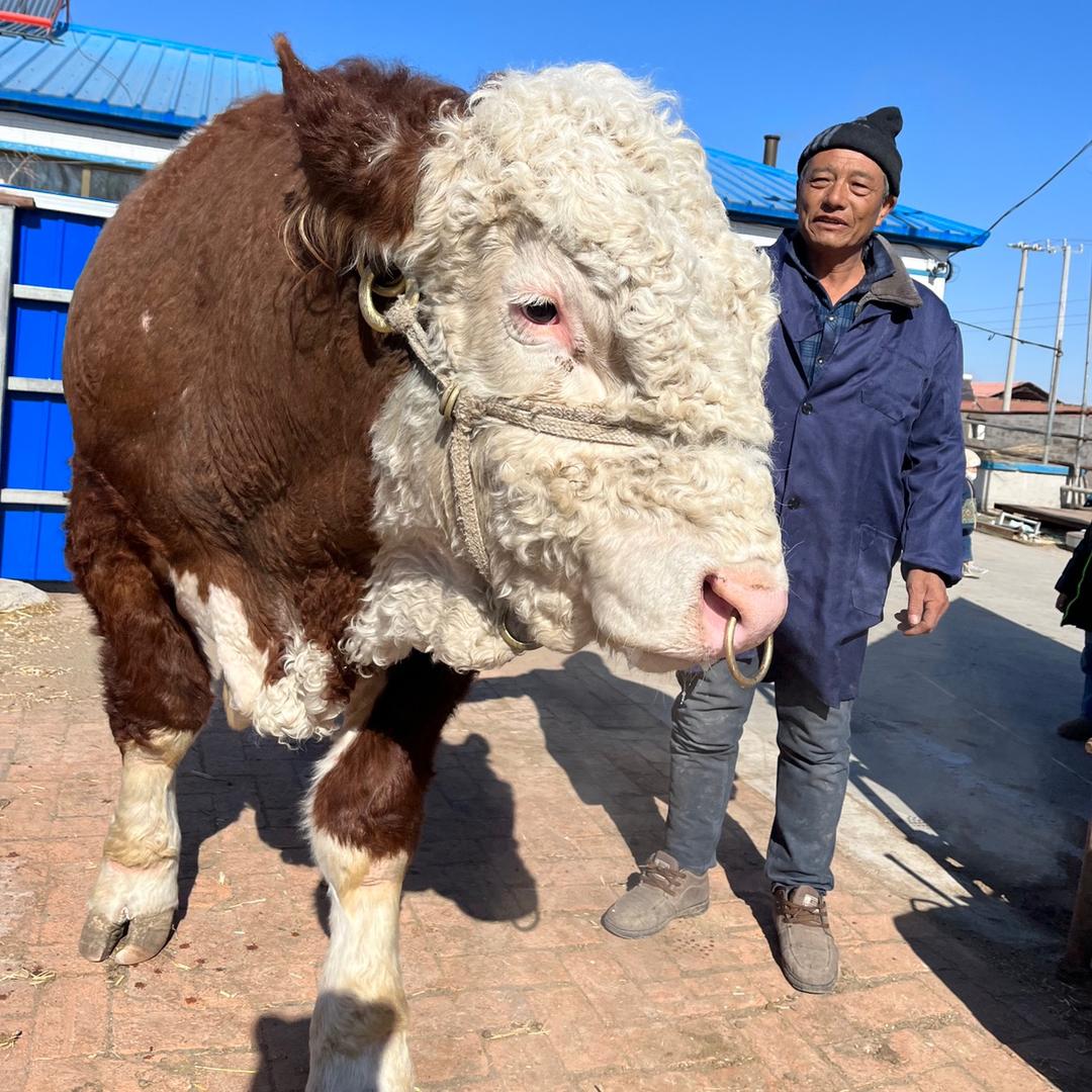 卷毛兽【茗泽牧场】