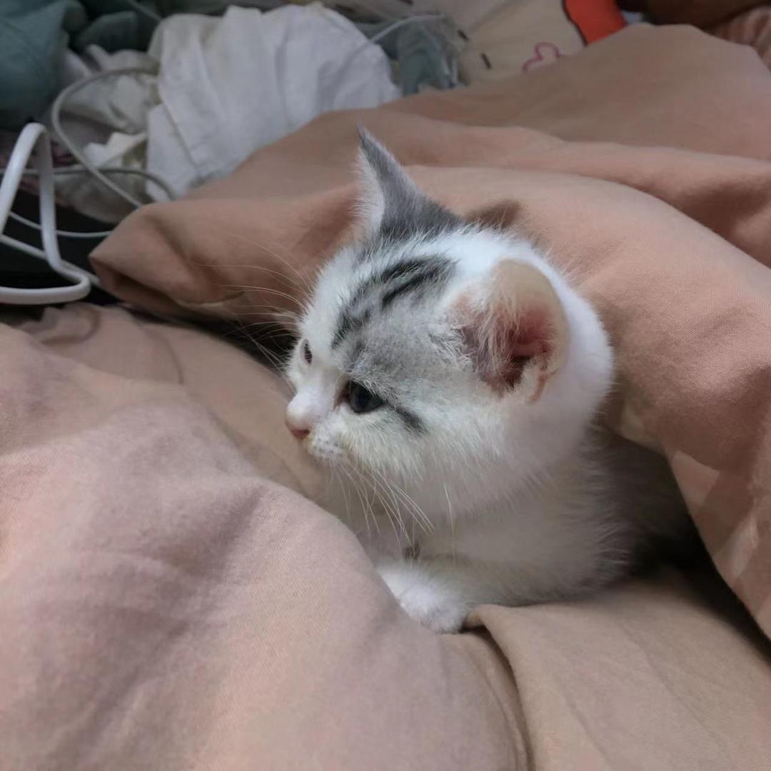 美少女小王（见过jayjay版