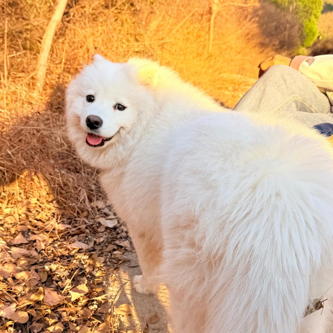 土豆大王（遛狗版）