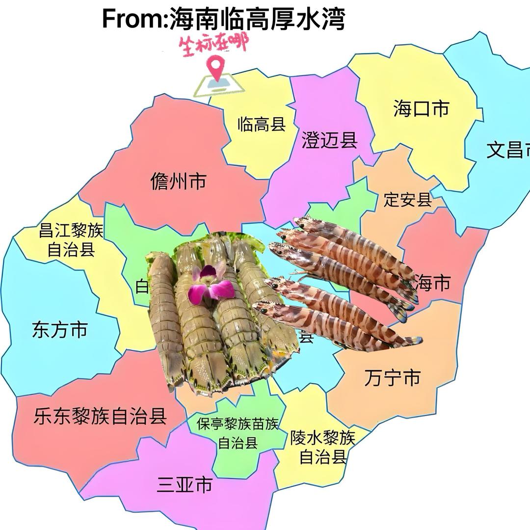 阿毛OMOHCP