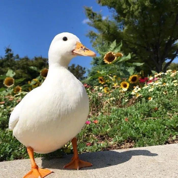 三石󠇥