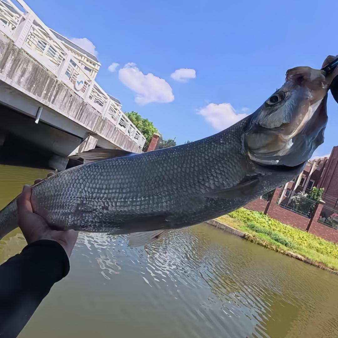 大嘴路亚⁵²⁷