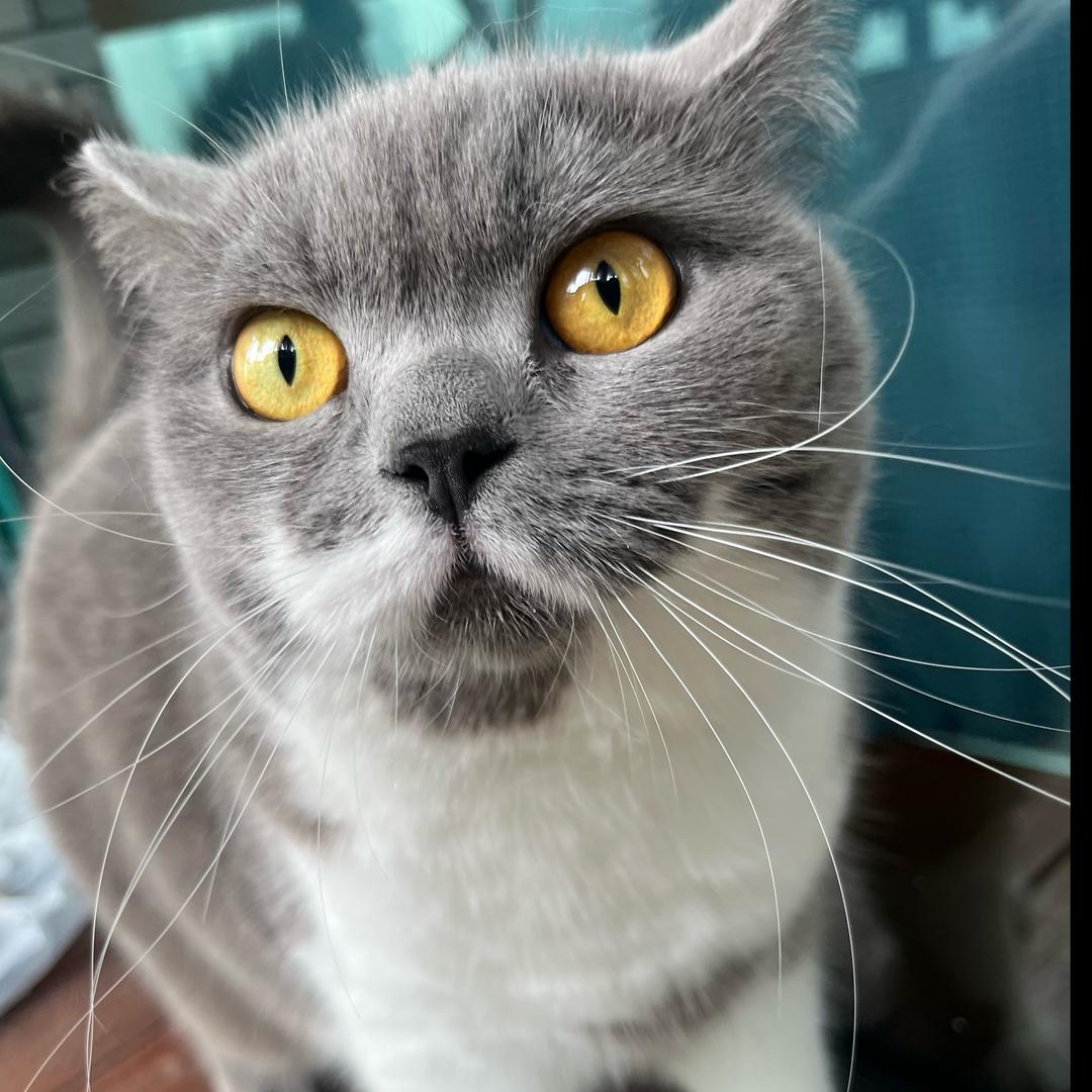 暴躁肉肉是只猫🐱