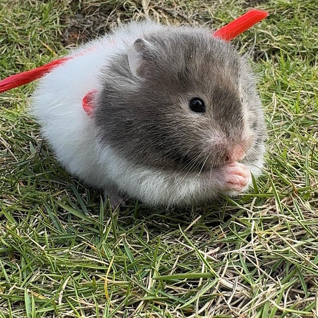🐹小灰灰🐹
