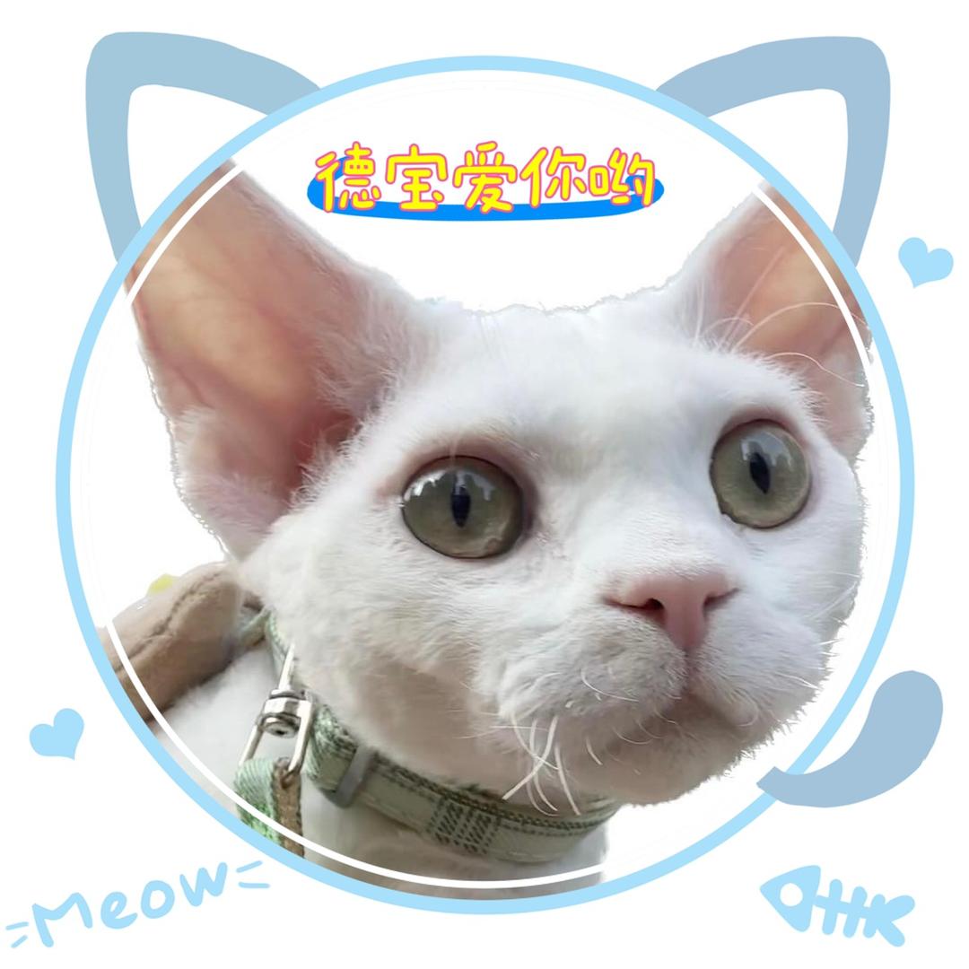 端宝和阿德