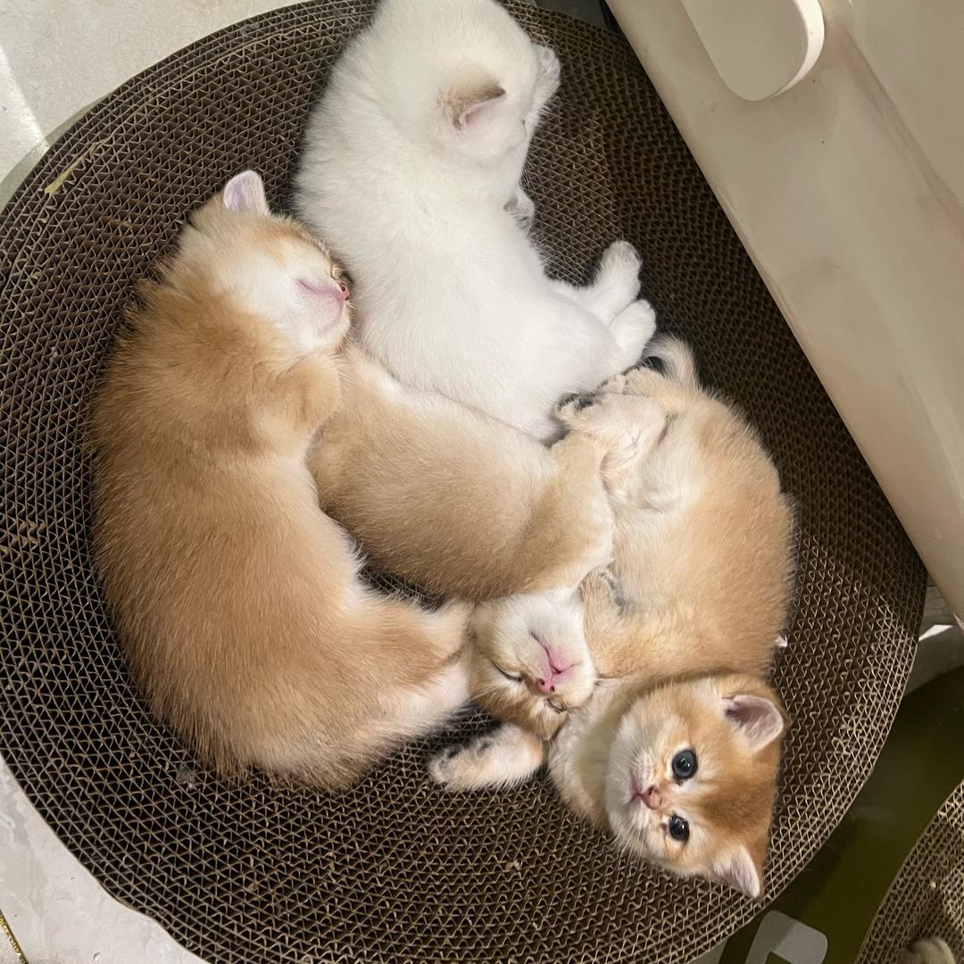 惯立