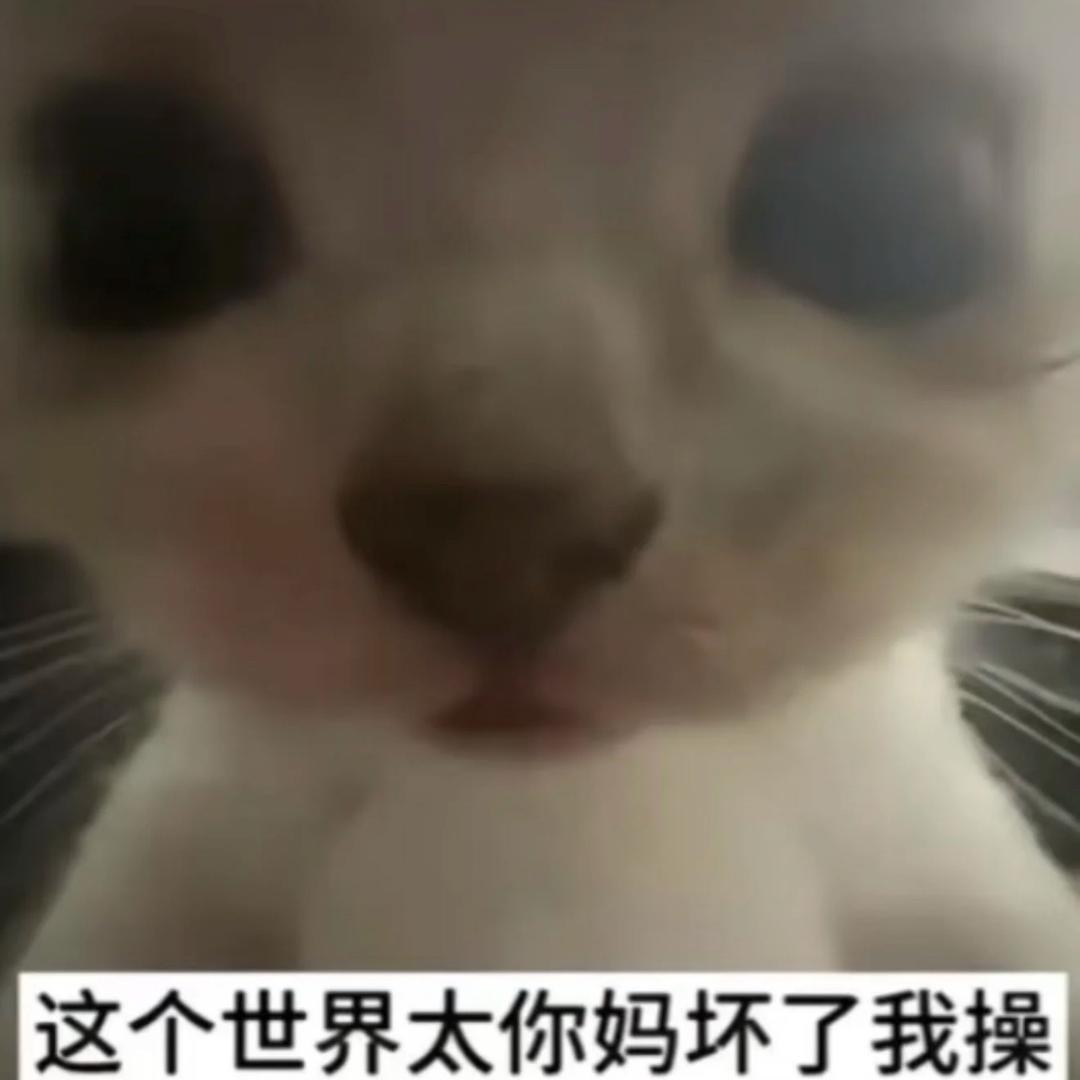 猫猫