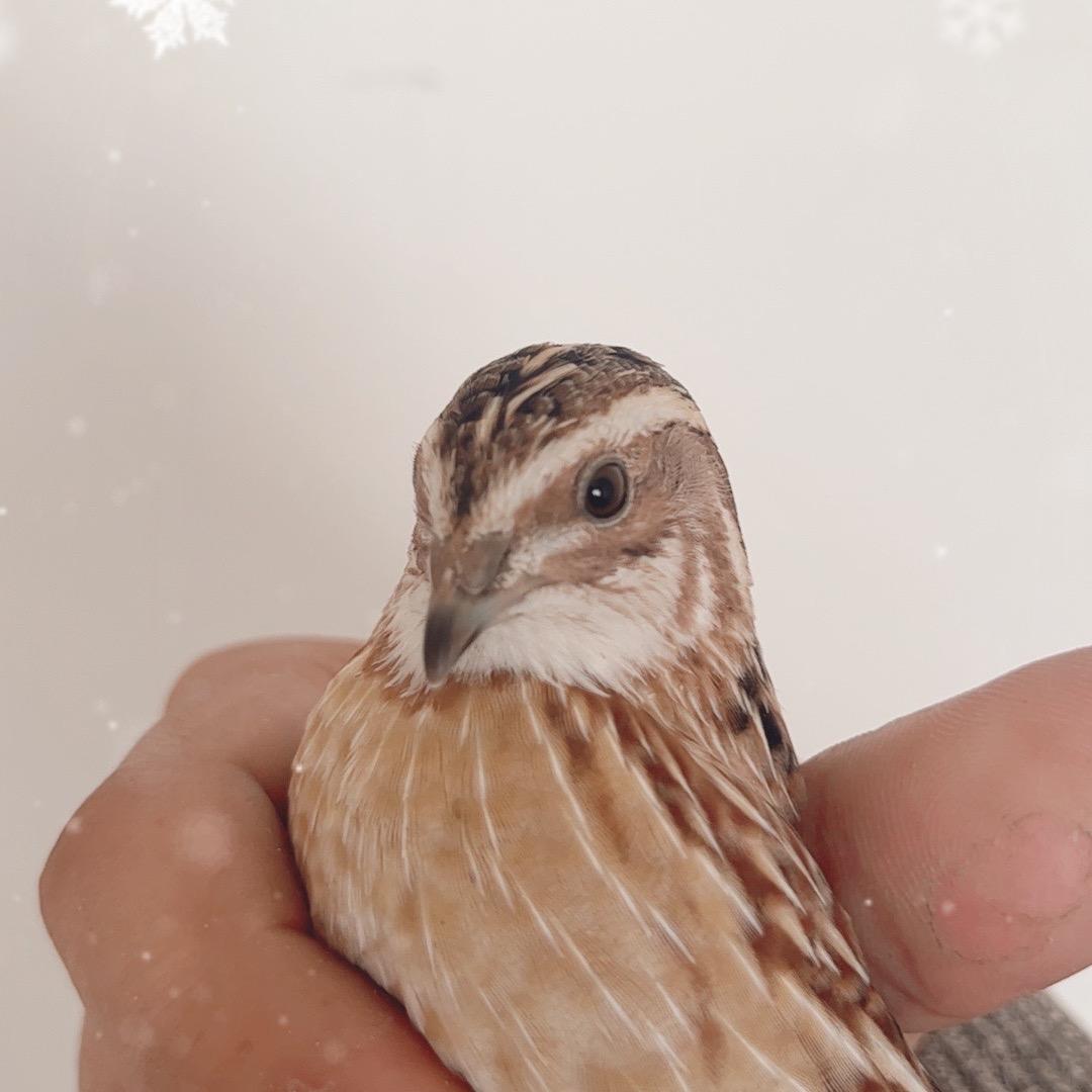 龙哥鹌鹑一手生头（小号）