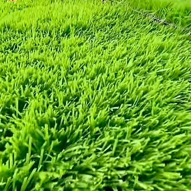 多多足球