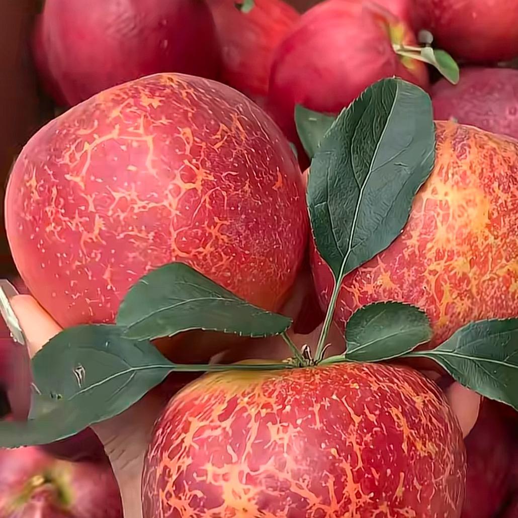 蔬果生鲜购（产地直发）