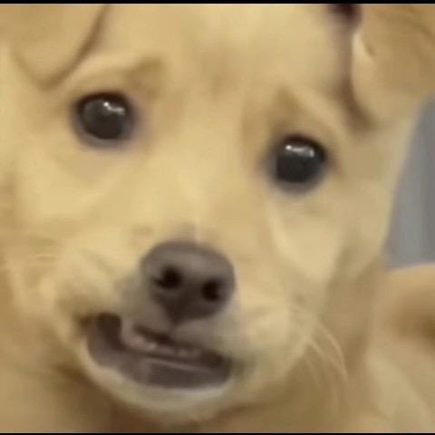 兮子三岁了