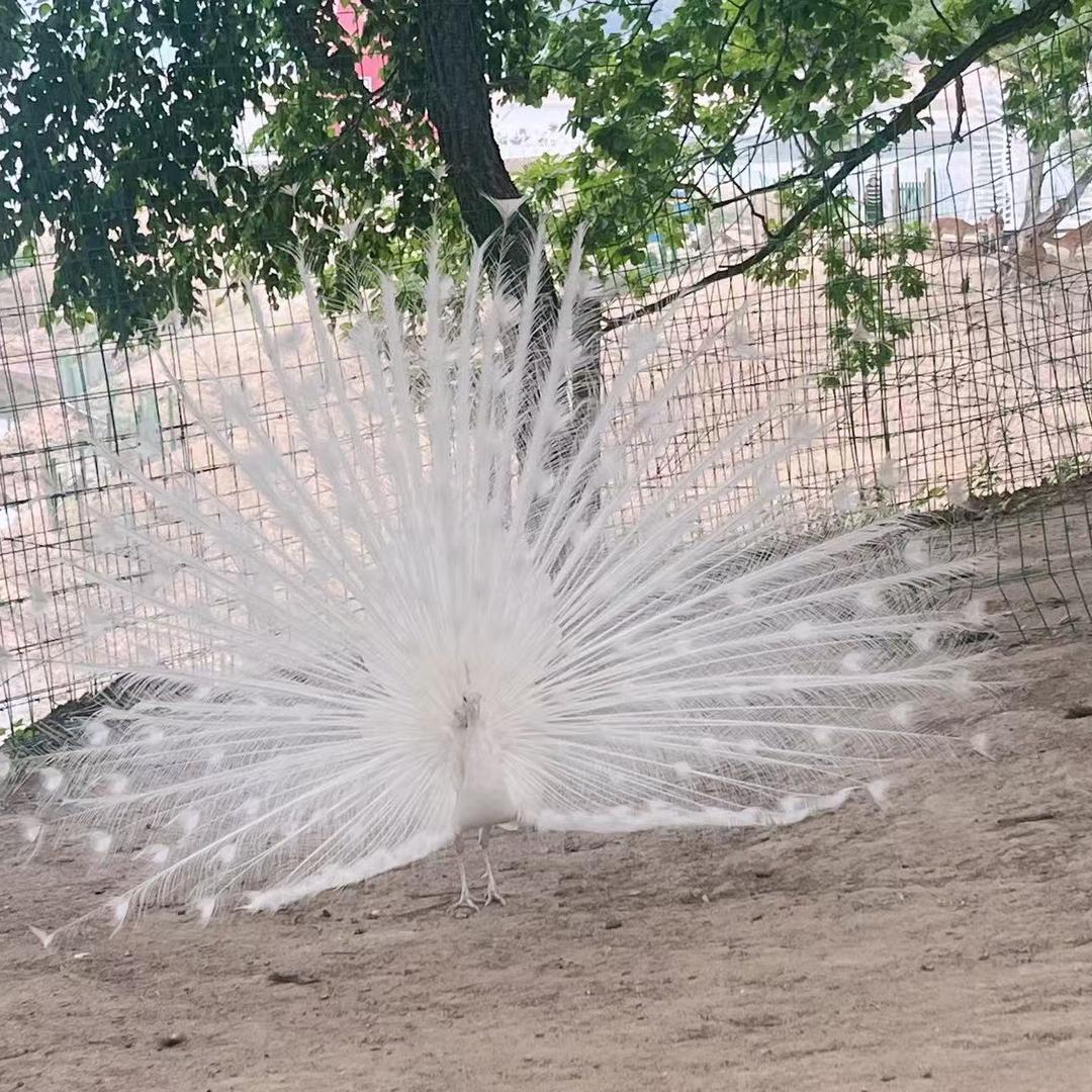 静心冬