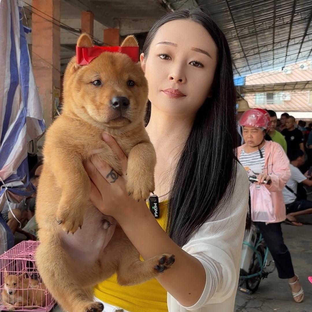 小敏--田园犬