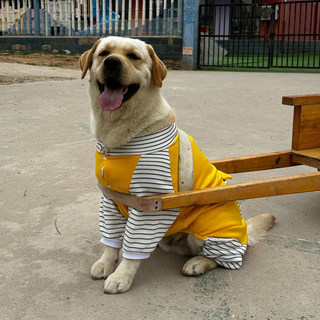 超哥的狗