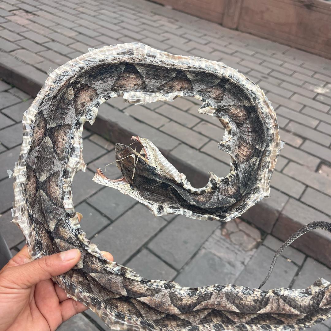 鑫哥🐍