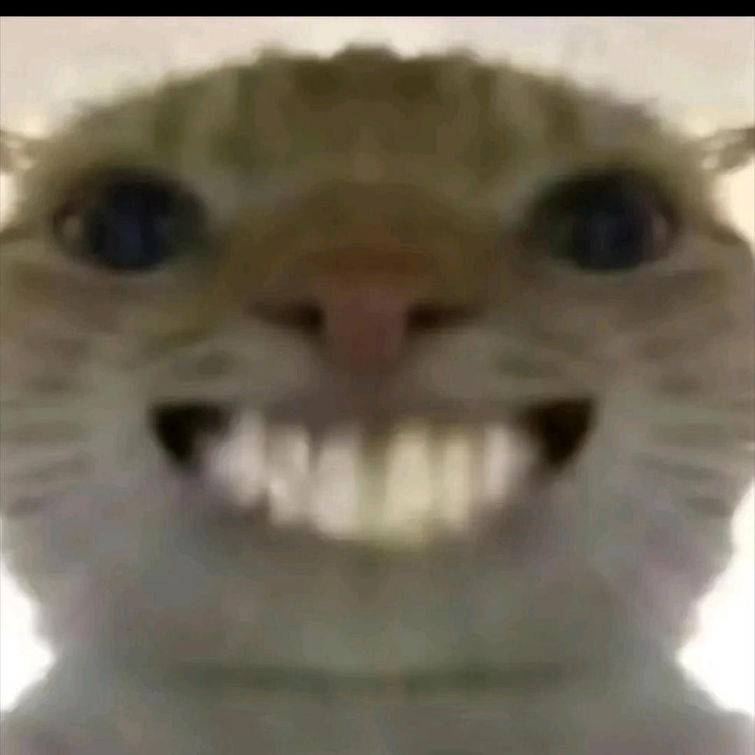 哈吉鼠