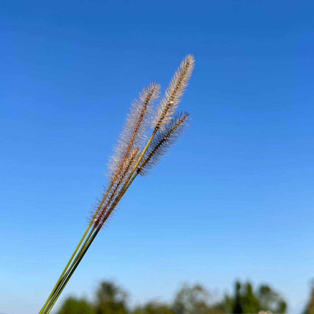 一串糖葫芦