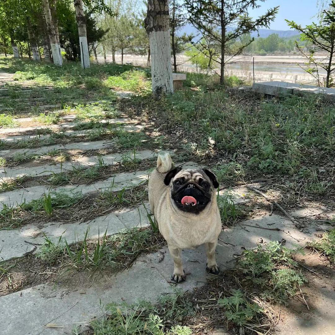 猪丽本丽