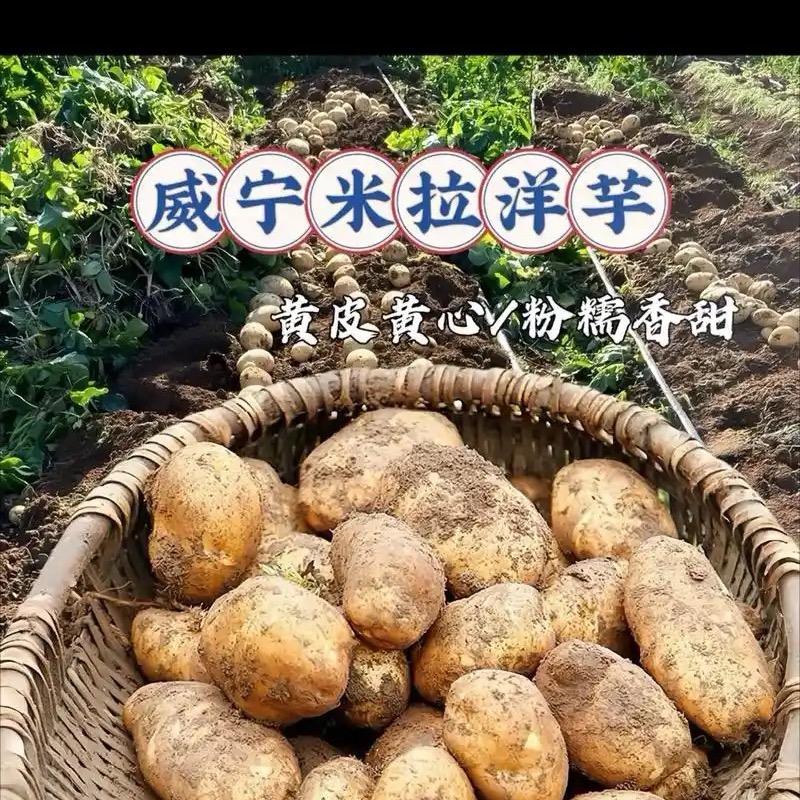 威宁豆老三