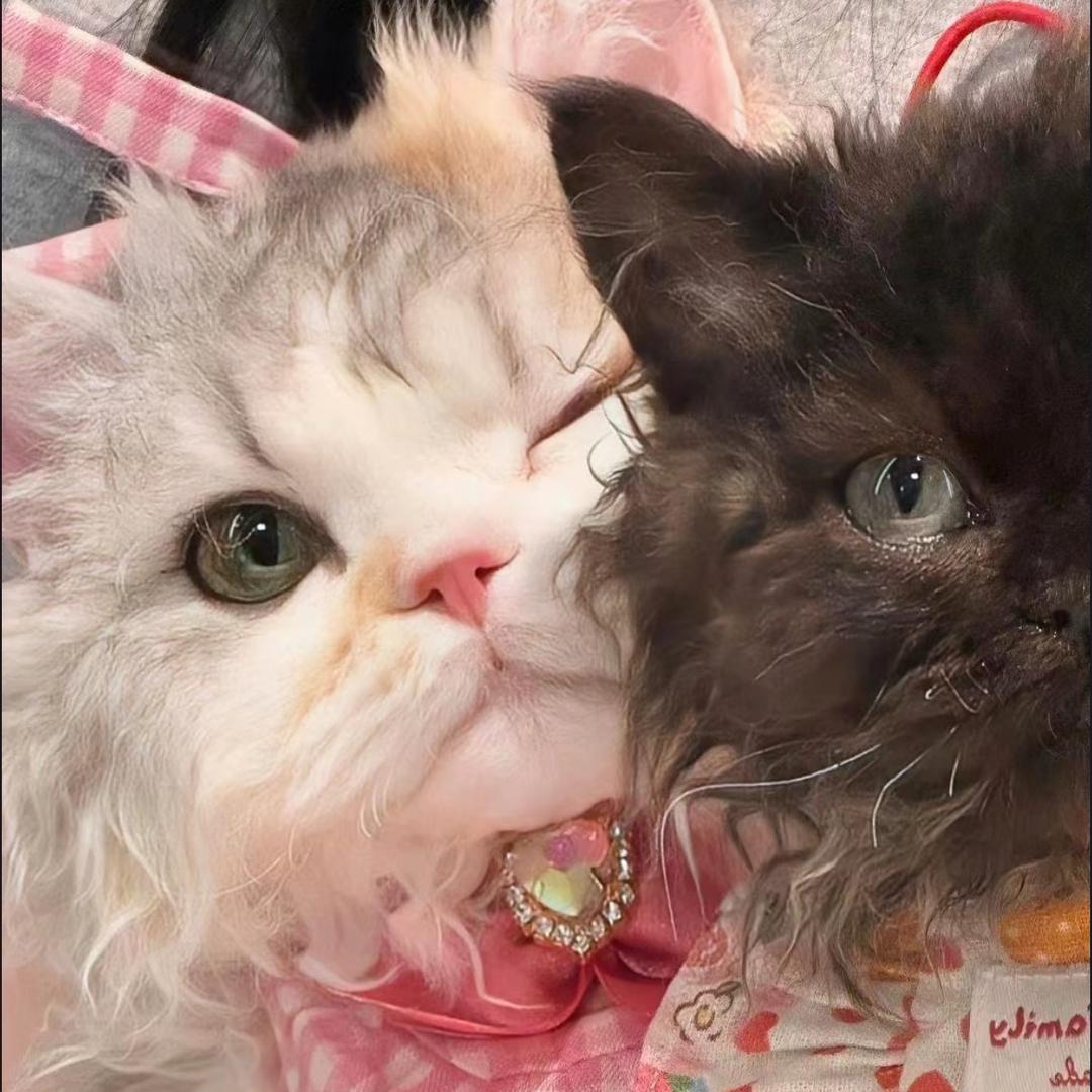 乖巧小奶熊🧸