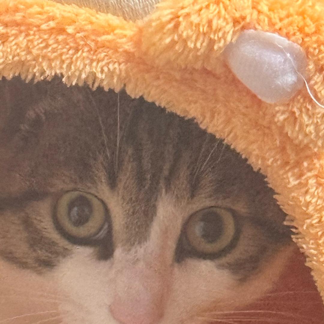 甘幺妹🦉