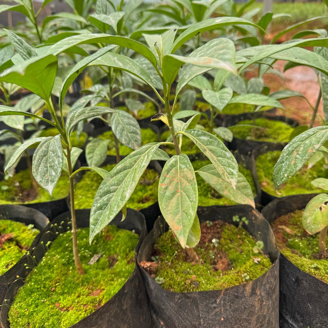 马比木苗青脆枝苗培育