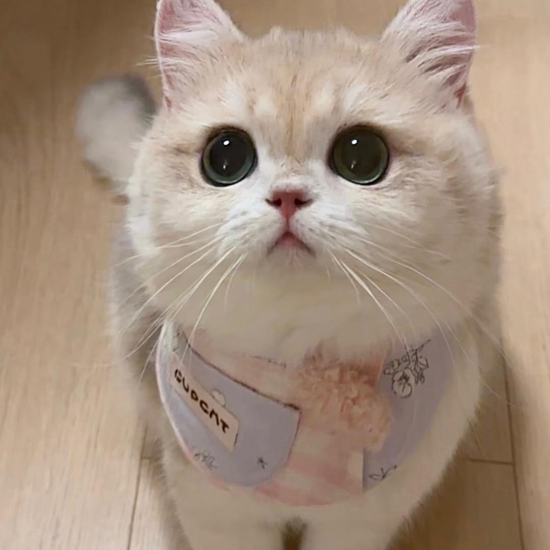咪咪饿呀