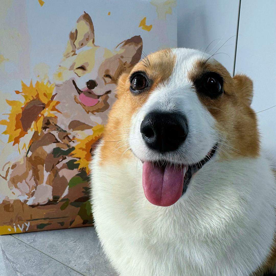 柯猪ivy