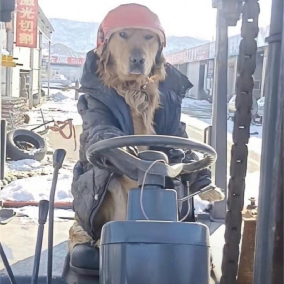 飞起一耳屎