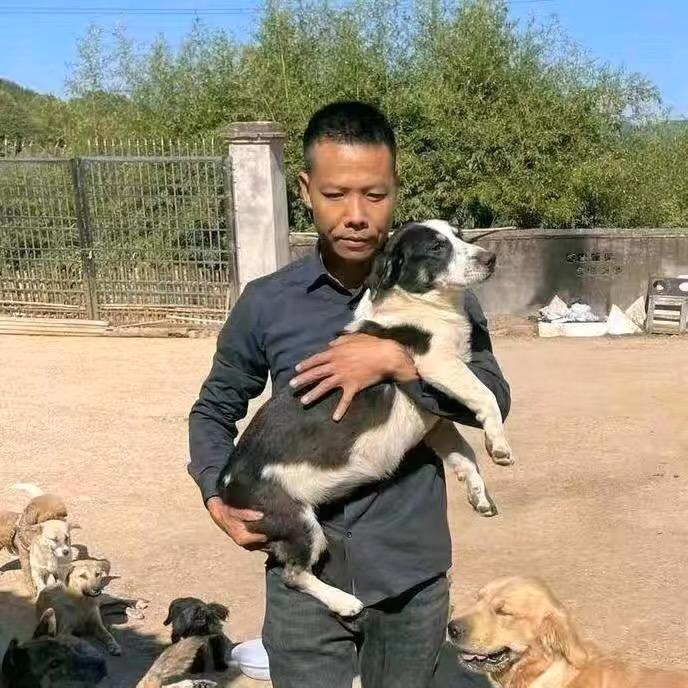 陈哥(众爱)流浪狗救助站