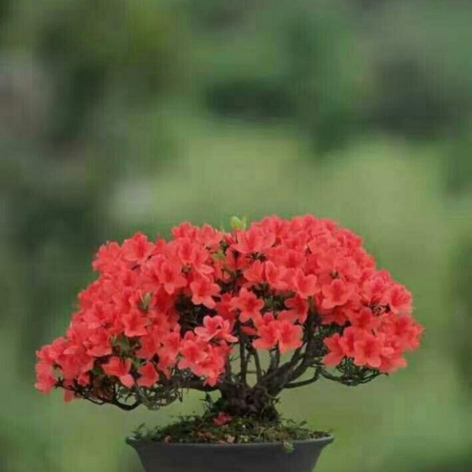 盆景花园