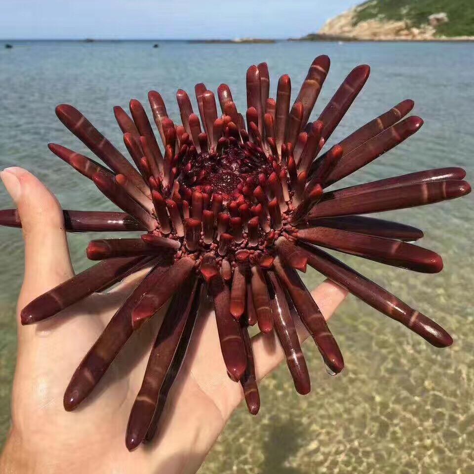 三亚烧烤哥