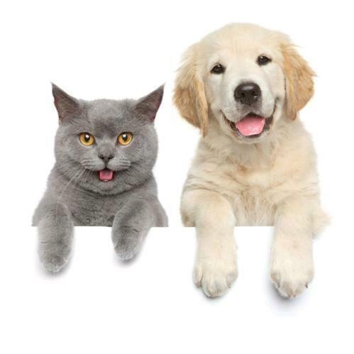 武汉猫狗小站