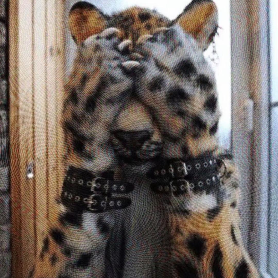 朕真的不会开机甲