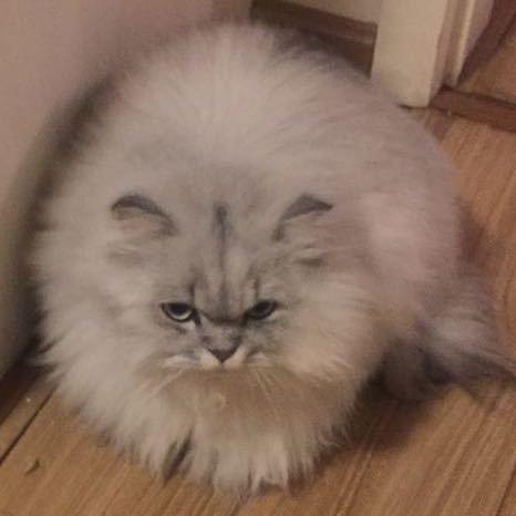 蒙面加菲猫