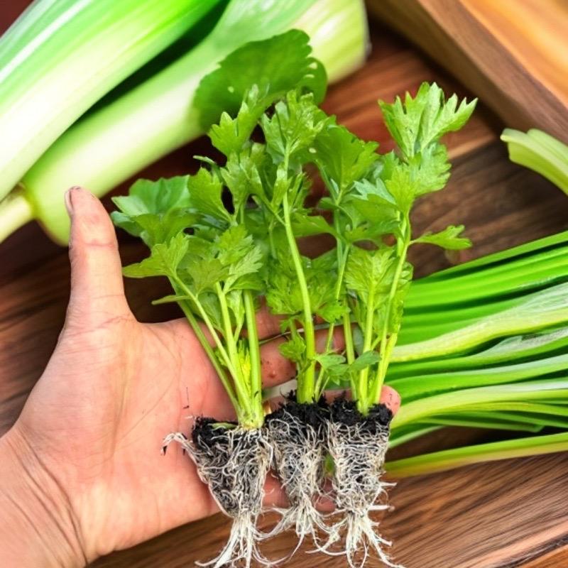 恒嵘蔬菜育苗基地