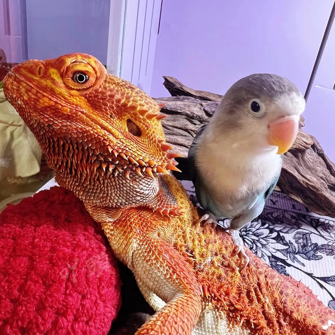 拾光爬宠（鬃狮蜥）