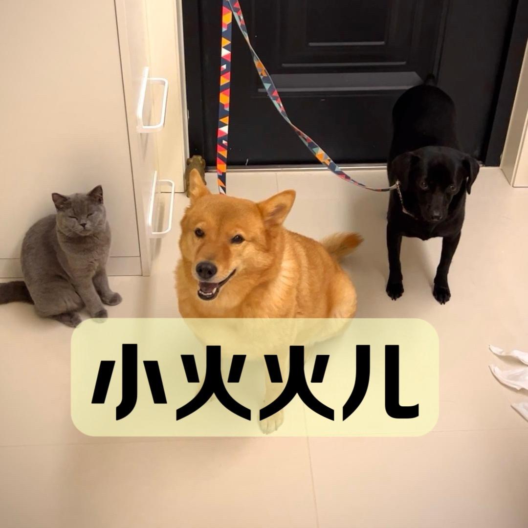 小火火儿