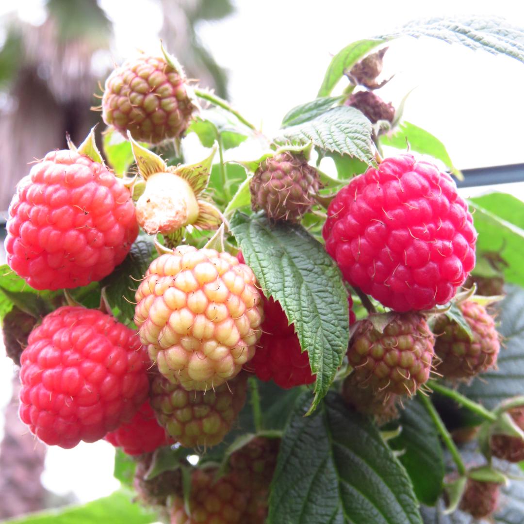 佳绿果树苗木（树莓）