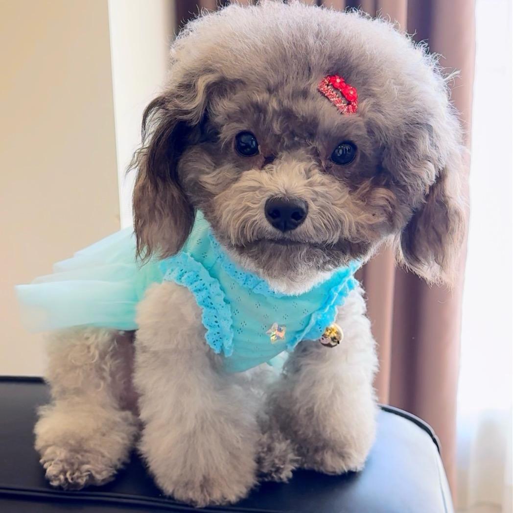 🌊涛🐶🐜