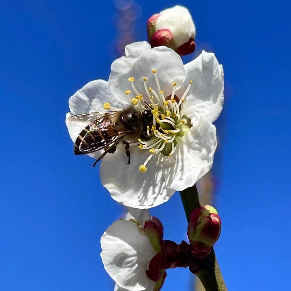 小周瓜果（桃子）