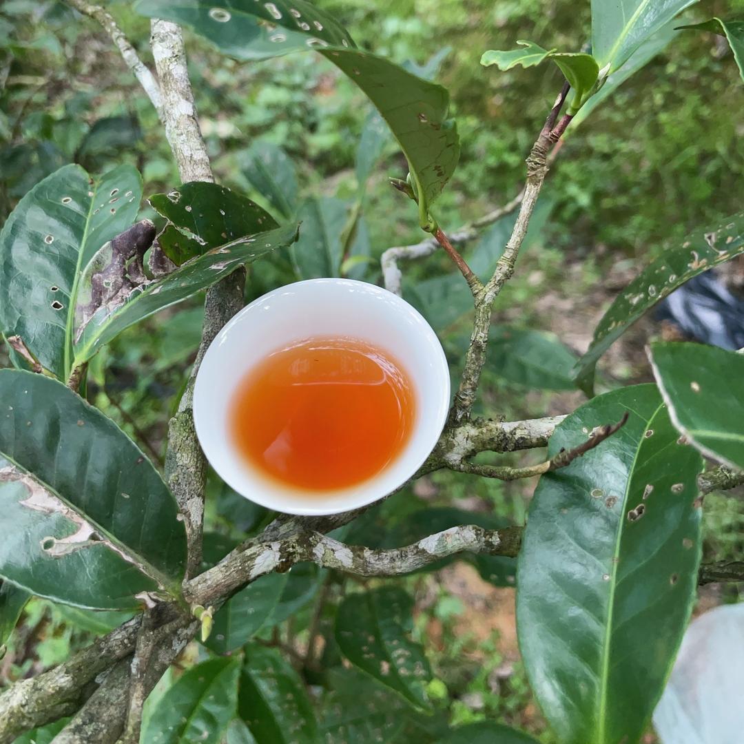 万元姐姐单丛茶