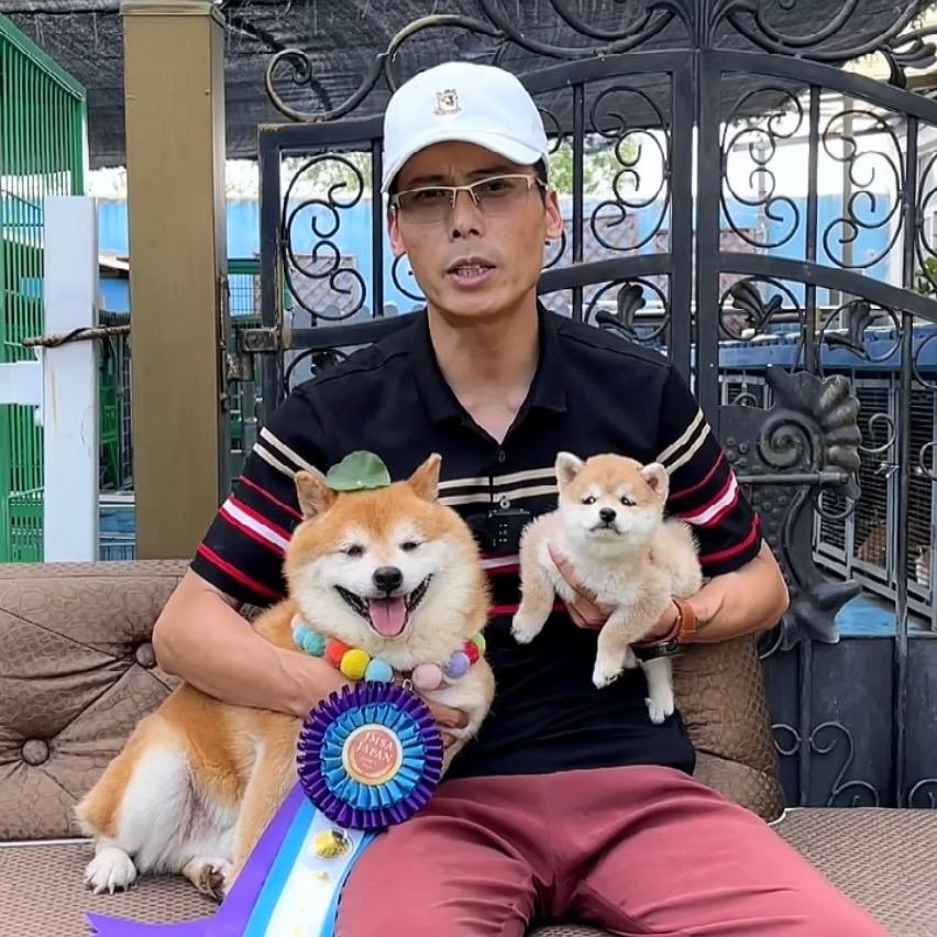 原宿太太团豆柴犬社