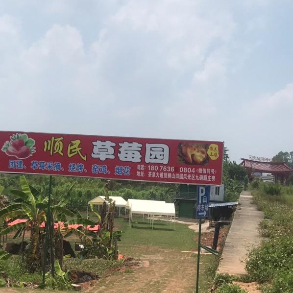 顺民草莓园官方号