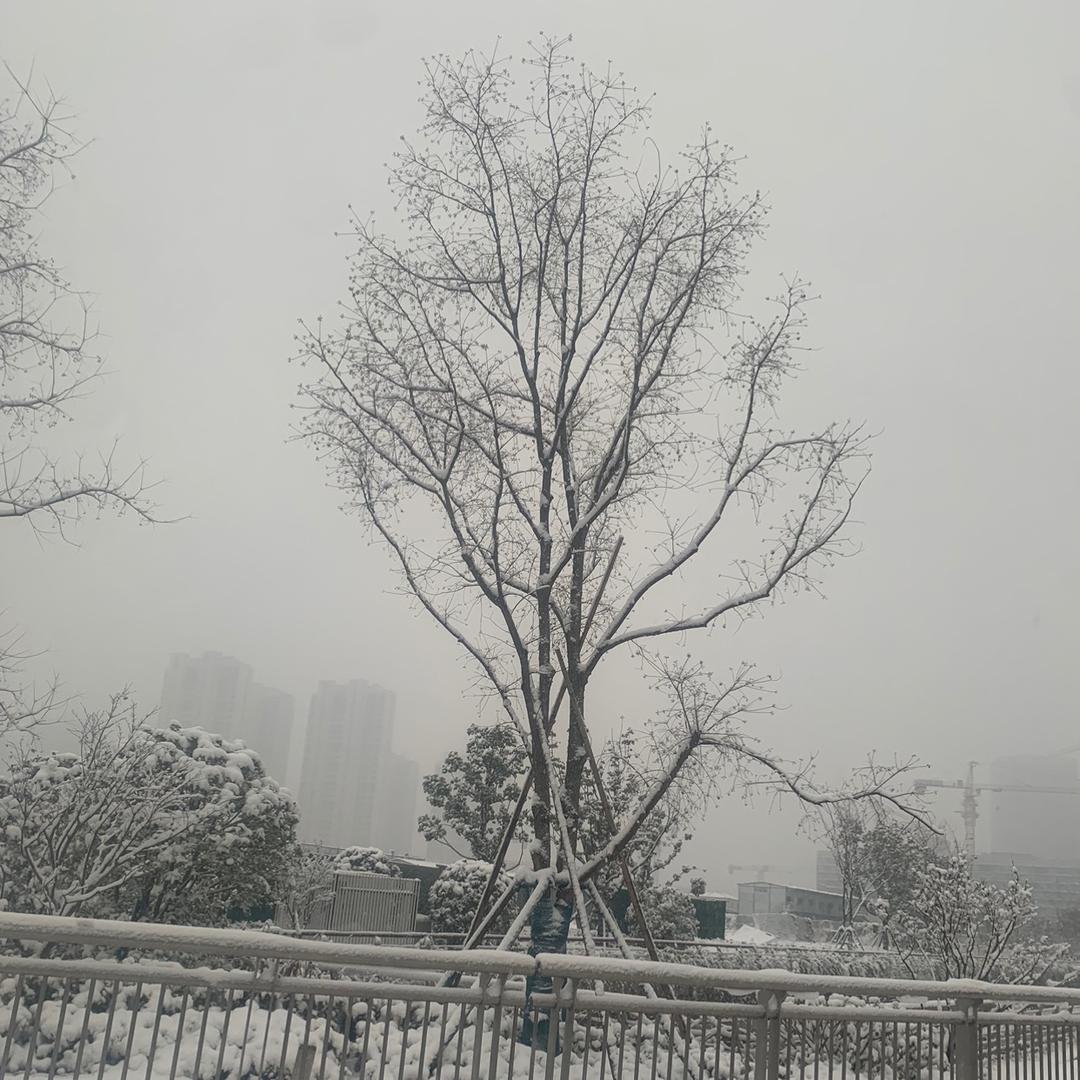 A小叶农蒜