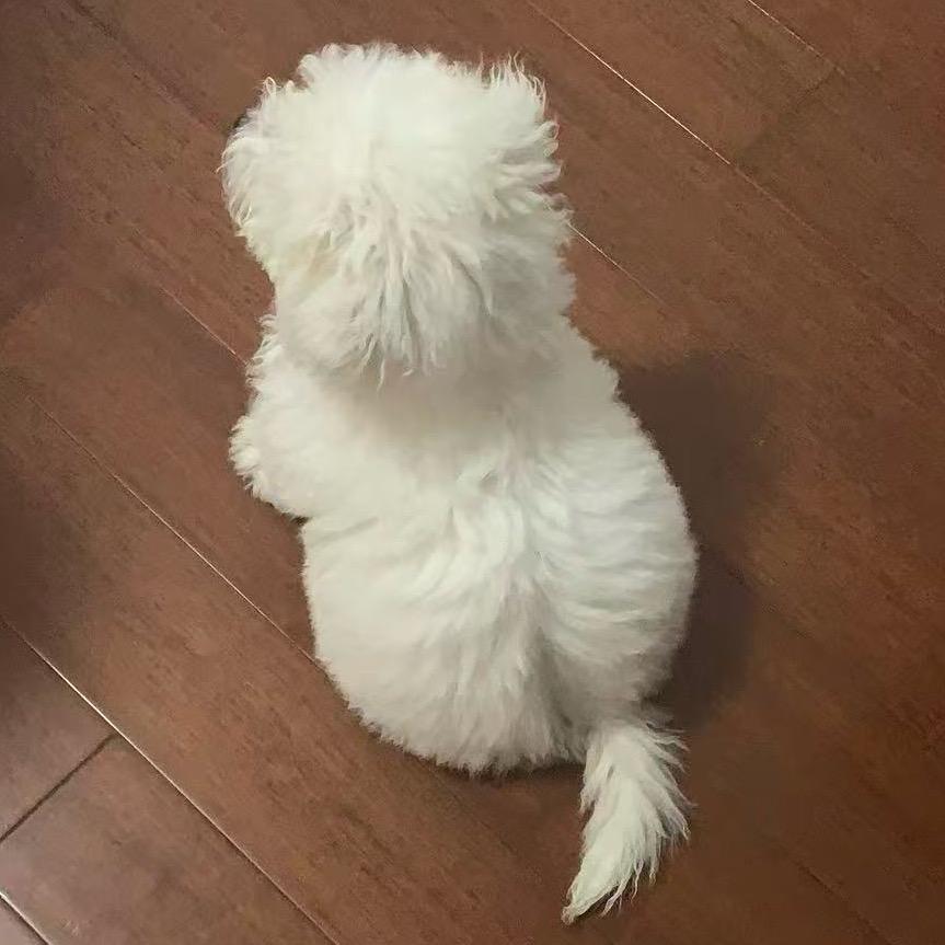 飞飞爆爆